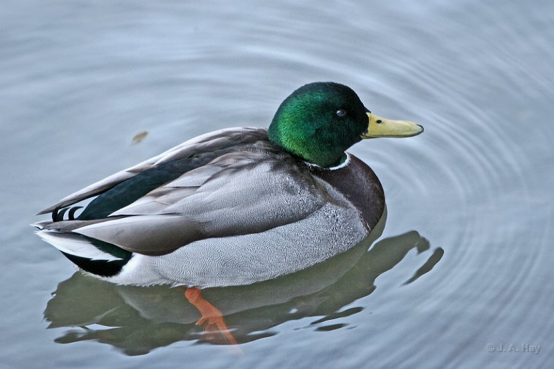 IMG 2664 - Version 3 - Version 2